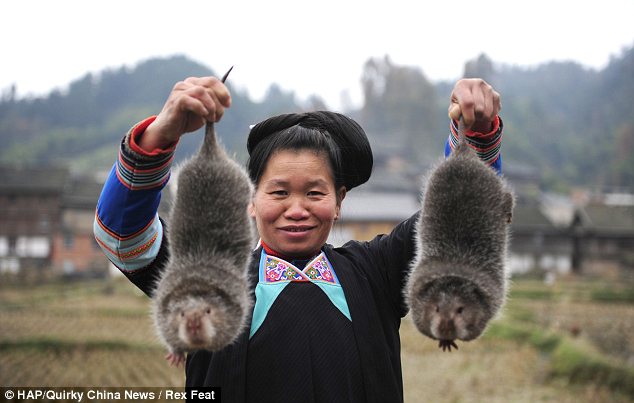 Tasty dish: They are a popular delicacy in some parts of china and are eaten in a variety of dishes, but the biggest ones can also be skinned and turned into fur coats